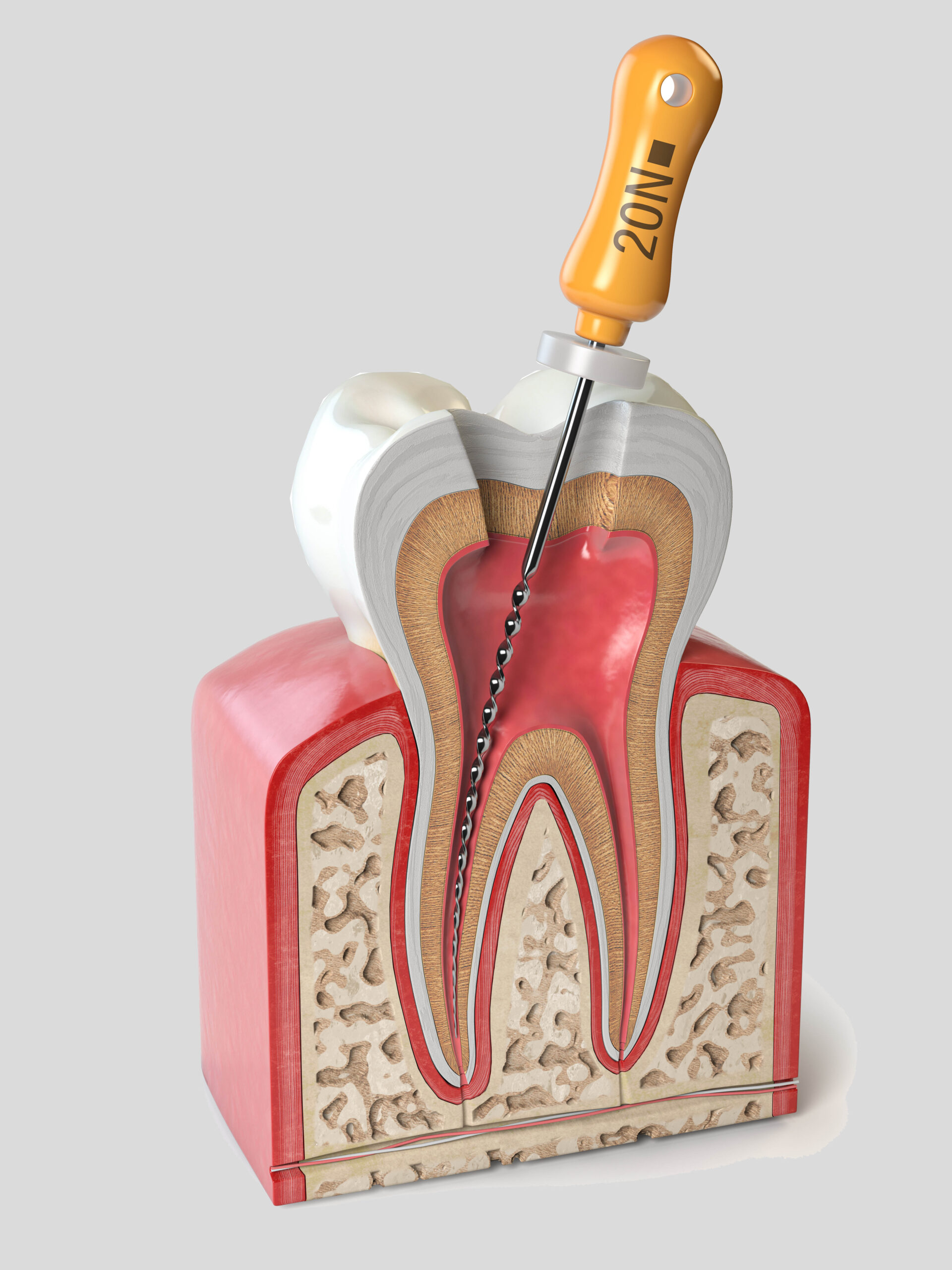 Cross section of Human tooth with endodontic file isolated on white. 3d illustration