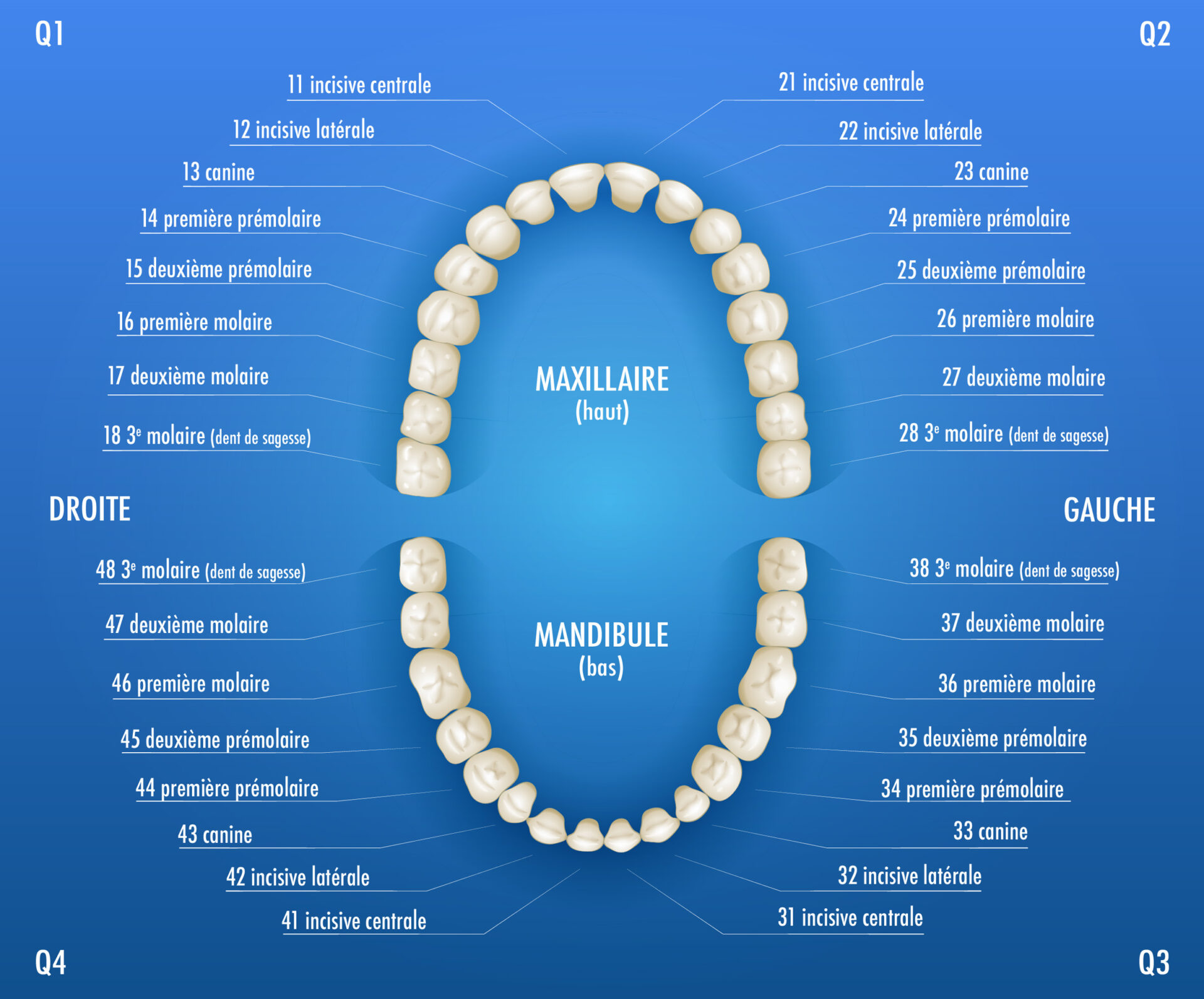 Numérotation des dents comment ça marche ?